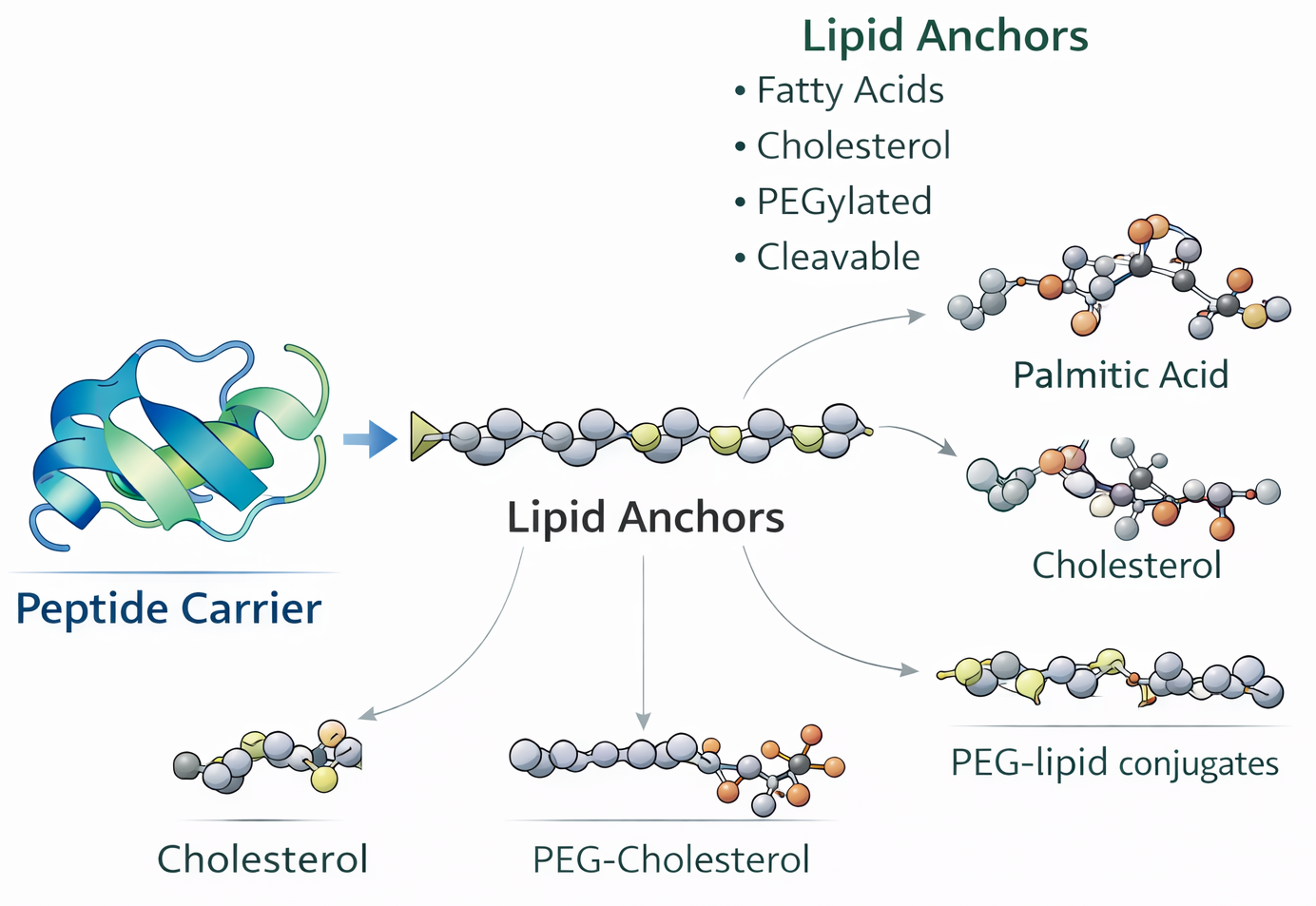 Branched peptide synthesis schematic showing a lysine branching core with two to eight peptide arms (MAP-2, MAP-4, MAP-8) and dendrimer for multivalent epitope presentation.