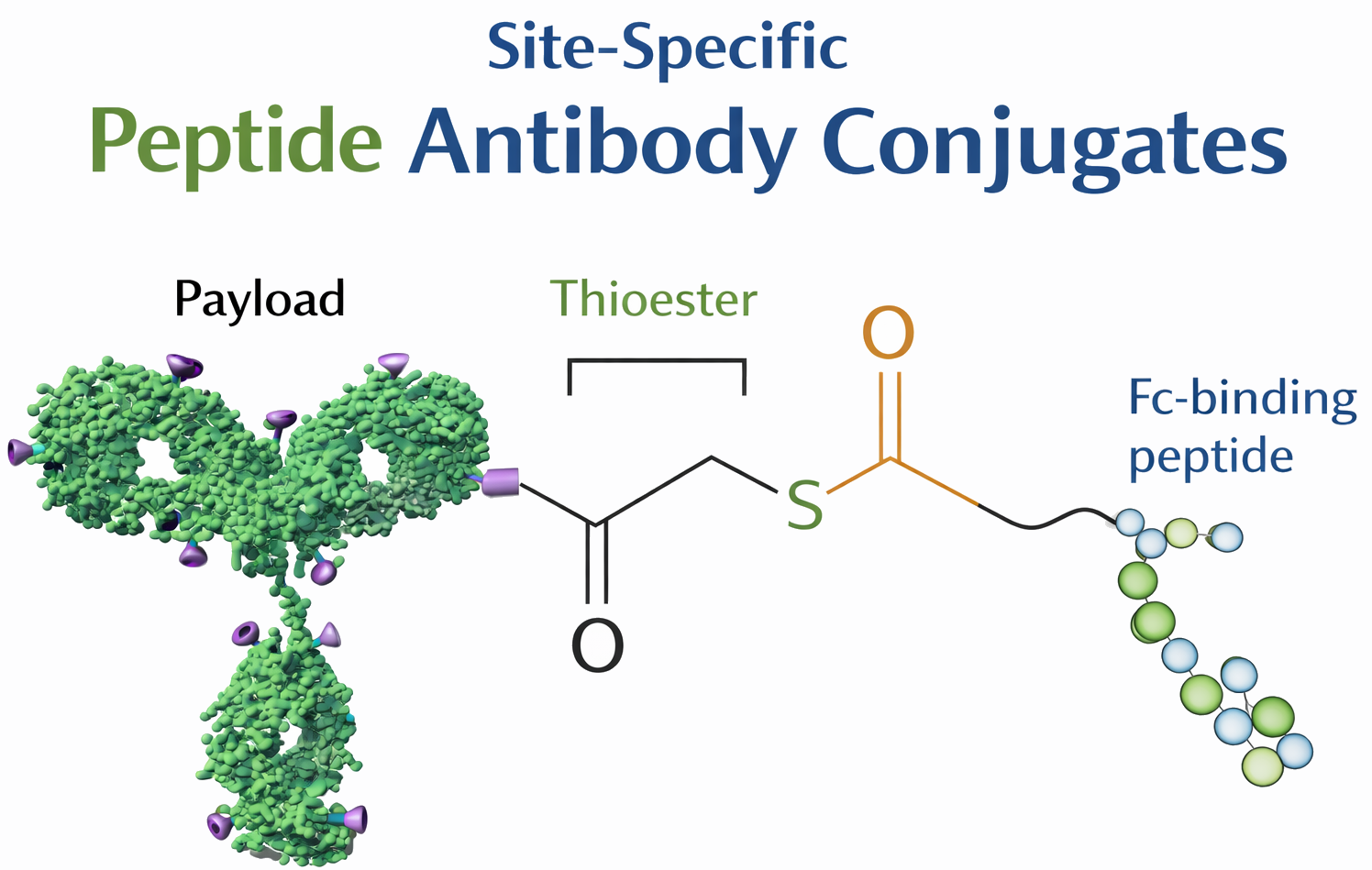 Branched peptide synthesis schematic showing a lysine branching core with two to eight peptide arms (MAP-2, MAP-4, MAP-8) and dendrimer for multivalent epitope presentation.