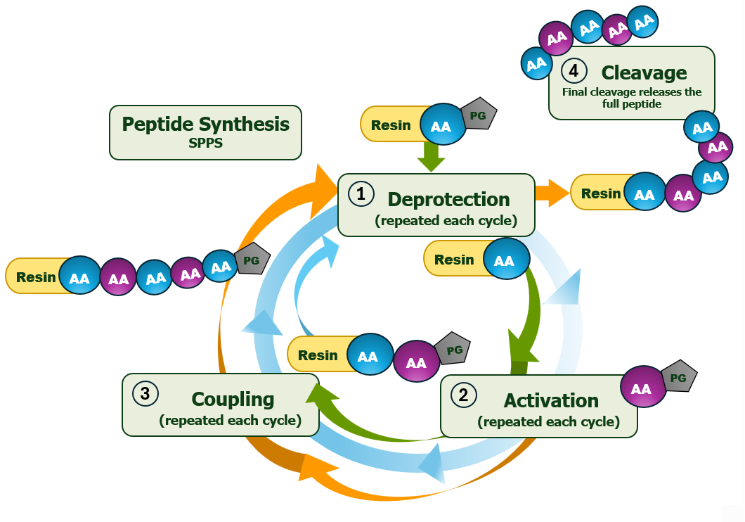Schematic solid-phase peptide synthesis workflow showing repeated deprotection and coupling cycles and final cleavage from resin