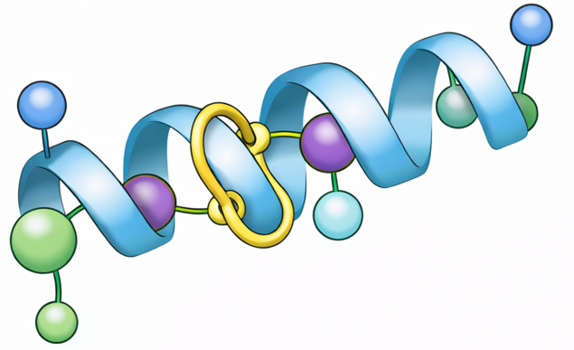 Stapled peptide (helix stabilization) illustration