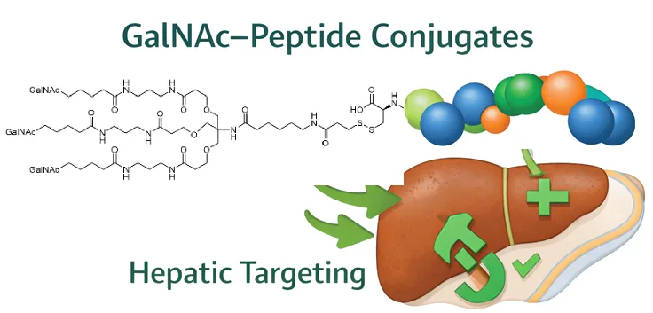 Schematic of a Tri-GalNAc (triantennary GalNAc) peptide conjugate showing peptide, linker/PEG spacer, and multivalent GalNAc ligand cluster.