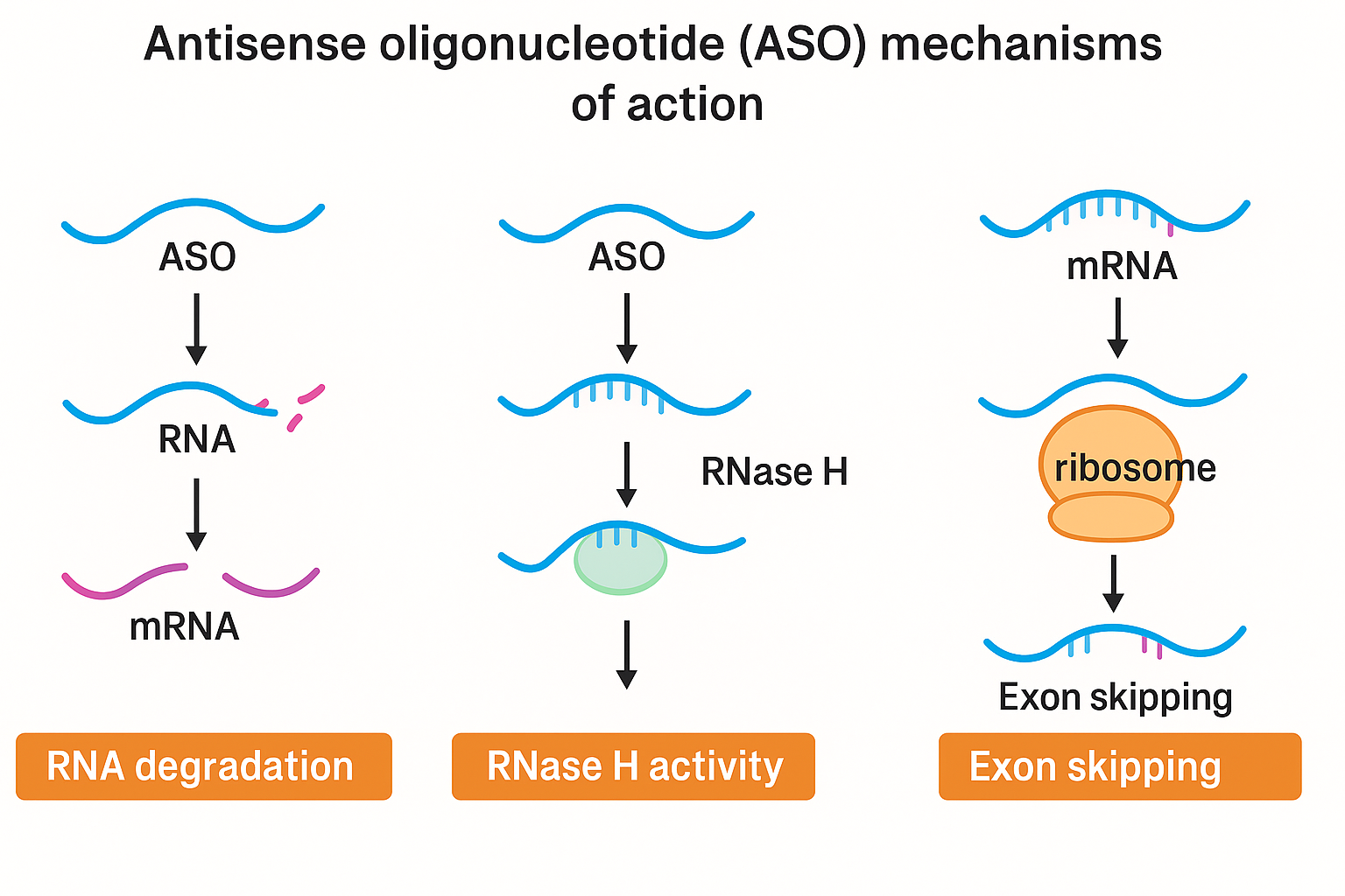 ASO mechanisms: RNA degradation, RNase H activity, and exon skipping.