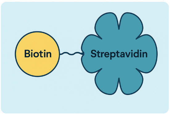 Biotin–Streptavidin complex illustration