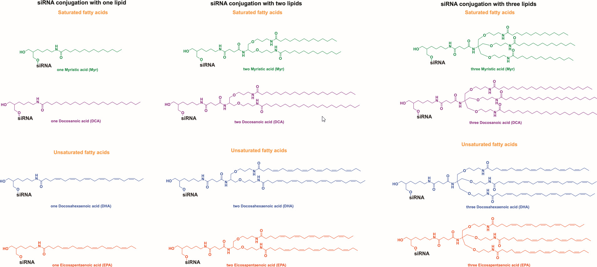 siRNA Lipid conjugate illustration